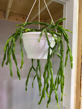 Load image into Gallery viewer, Rhipsalis Paradoxa - chain cactus