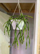 Load image into Gallery viewer, Rhipsalis Paradoxa - chain cactus