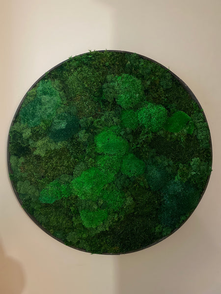 Circle Frame - Whistler forest