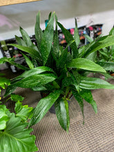 Load image into Gallery viewer, Aspidistra Elatior - Milky Way - Cast-Iron plant 10 inch