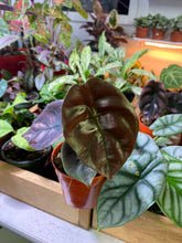 Load image into Gallery viewer, Alocasia Cupra - Red Secret 4 inch
