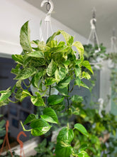 Load image into Gallery viewer, Pothos Marble Queen 8 inch hanging basket