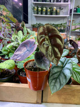 Load image into Gallery viewer, Alocasia Cupra - Red Secret 4 inch