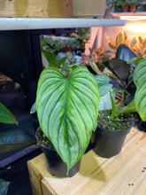 Load image into Gallery viewer, Silver Cloud Philodendron 4 inch