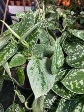Load image into Gallery viewer, Pothos Satin - Scindapsus silver splash - 8 inch