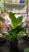 Load image into Gallery viewer, Spathaphyllum Peace Lily Crystal 10 inch