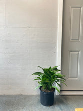 Load image into Gallery viewer, Aglaonema - Tigress - Chinese Evergreen 10 inch