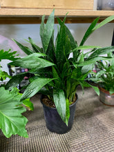 Load image into Gallery viewer, Aspidistra Elatior - Milky Way - Cast-Iron plant 10 inch