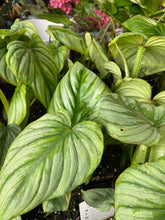 Load image into Gallery viewer, Silver Cloud Philodendron 4 inch