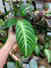 Load image into Gallery viewer, Xanthosoma Lindenii 'Magnificum' (Caladium Lindenii) 4 inch