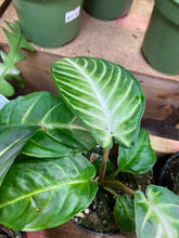 Load image into Gallery viewer, Xanthosoma Lindenii 'Magnificum' (Caladium Lindenii) 4 inch