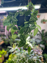 Load image into Gallery viewer, Pothos Satin - Scindapsus silver splash - 8 inch