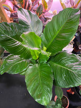Load image into Gallery viewer, Spathaphyllum Peace Lily Crystal 10 inch