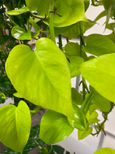 Load image into Gallery viewer, Pothos Neon 8 inch hanging basket