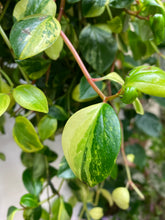 Load image into Gallery viewer, Peperomia European Trailing 8 inch hanging basket