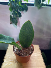 Load image into Gallery viewer, Whale Fin snake plant - Sansevieria Masoniana