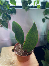 Load image into Gallery viewer, Whale Fin snake plant - Sansevieria Masoniana