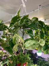 Load image into Gallery viewer, Pothos Marble Queen 8 inch hanging basket