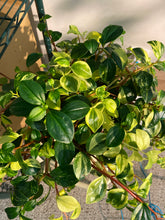 Load image into Gallery viewer, Peperomia European Trailing 8 inch hanging basket