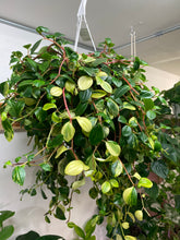 Load image into Gallery viewer, Peperomia European Trailing 8 inch hanging basket