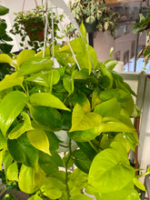 Load image into Gallery viewer, Pothos Neon 8 inch hanging basket