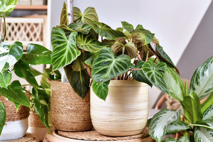 Philodendrons: A Guide to These Gorgeous and Low-Maintenance Houseplants