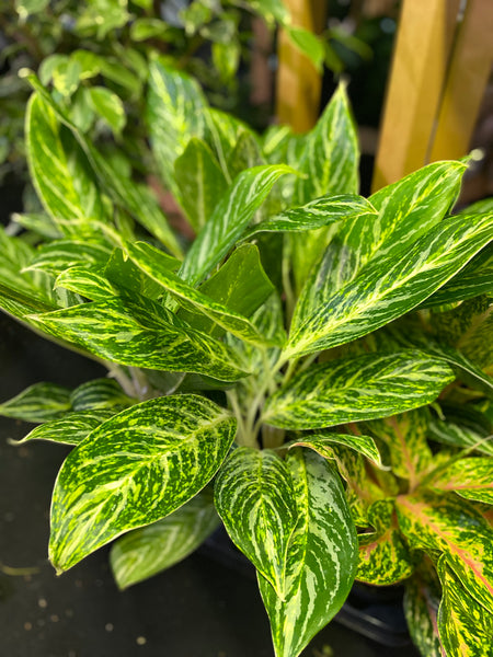 Aglaonema - Golden Madonna - Chinese Evergreen 6 inch