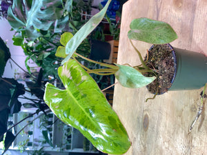 Paraiso Verde Philodendron