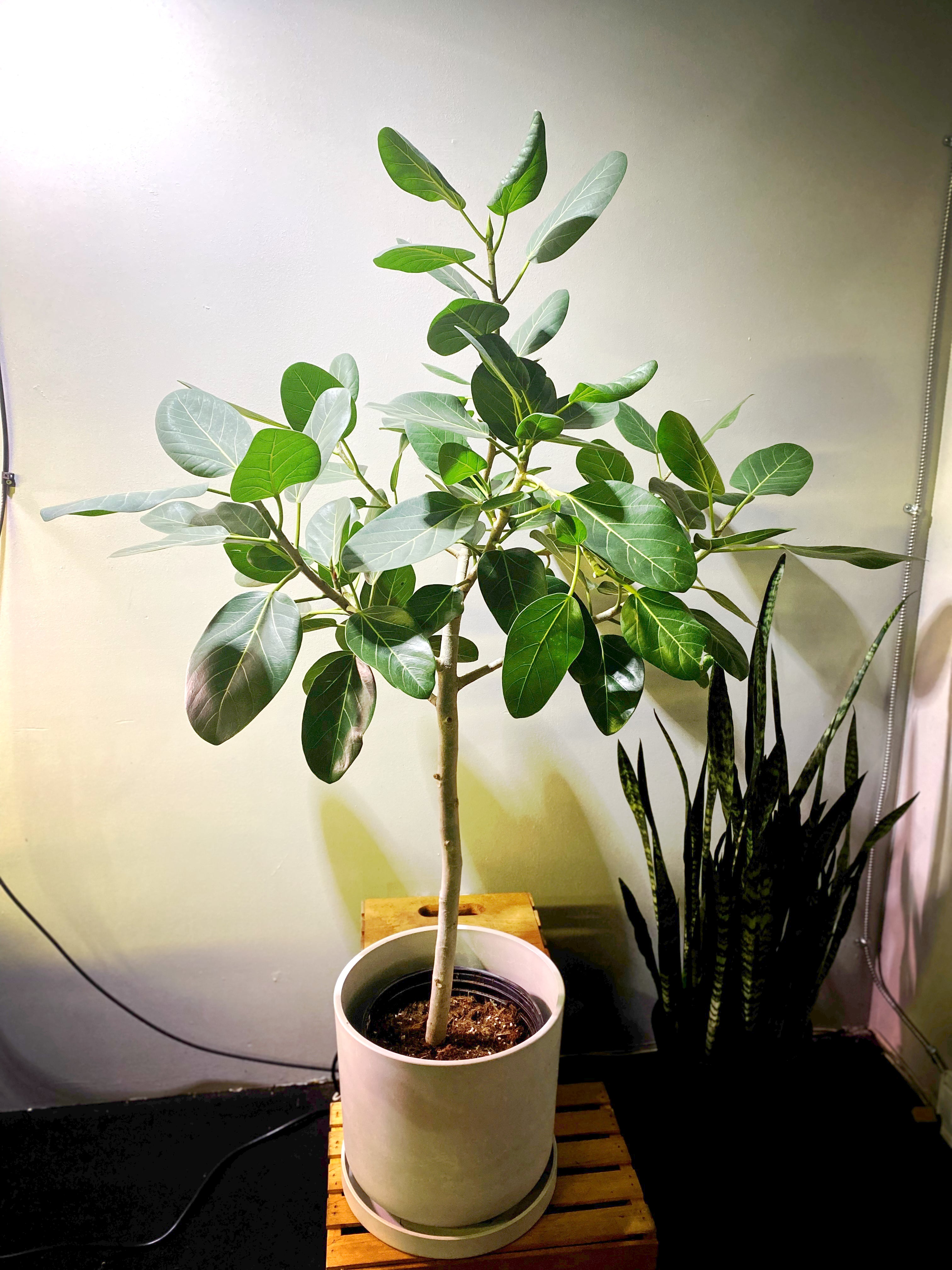 Ficus Audrey