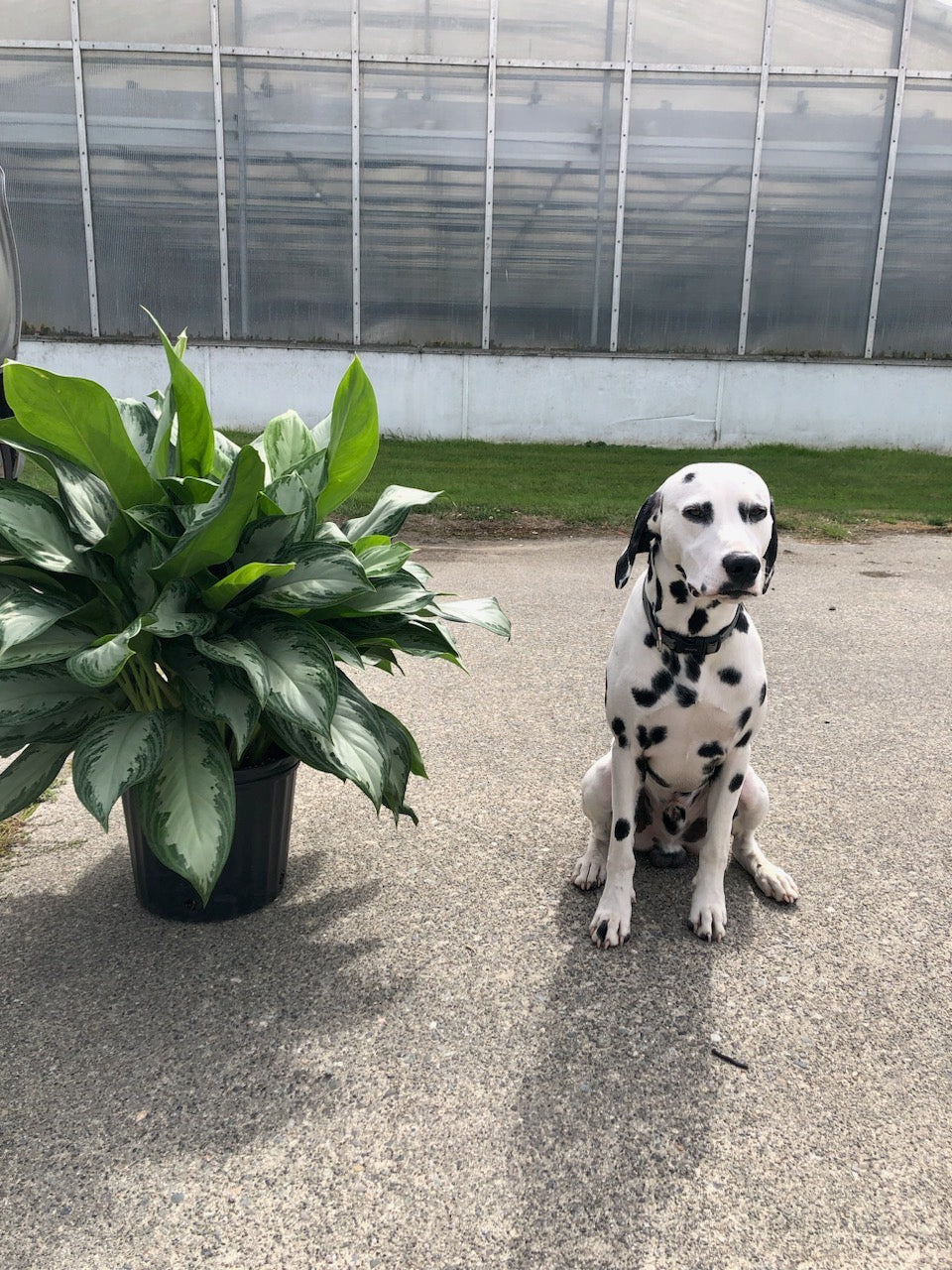 aglaonema dogs Aglaonema
