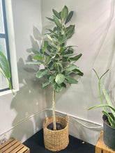 Load image into Gallery viewer, Ficus Audrey - Ficus benghalensis 10 inch
