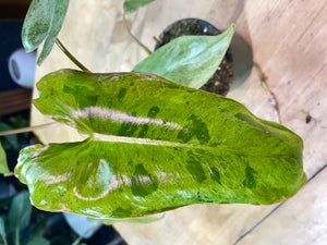 Paraiso Verde Philodendron
