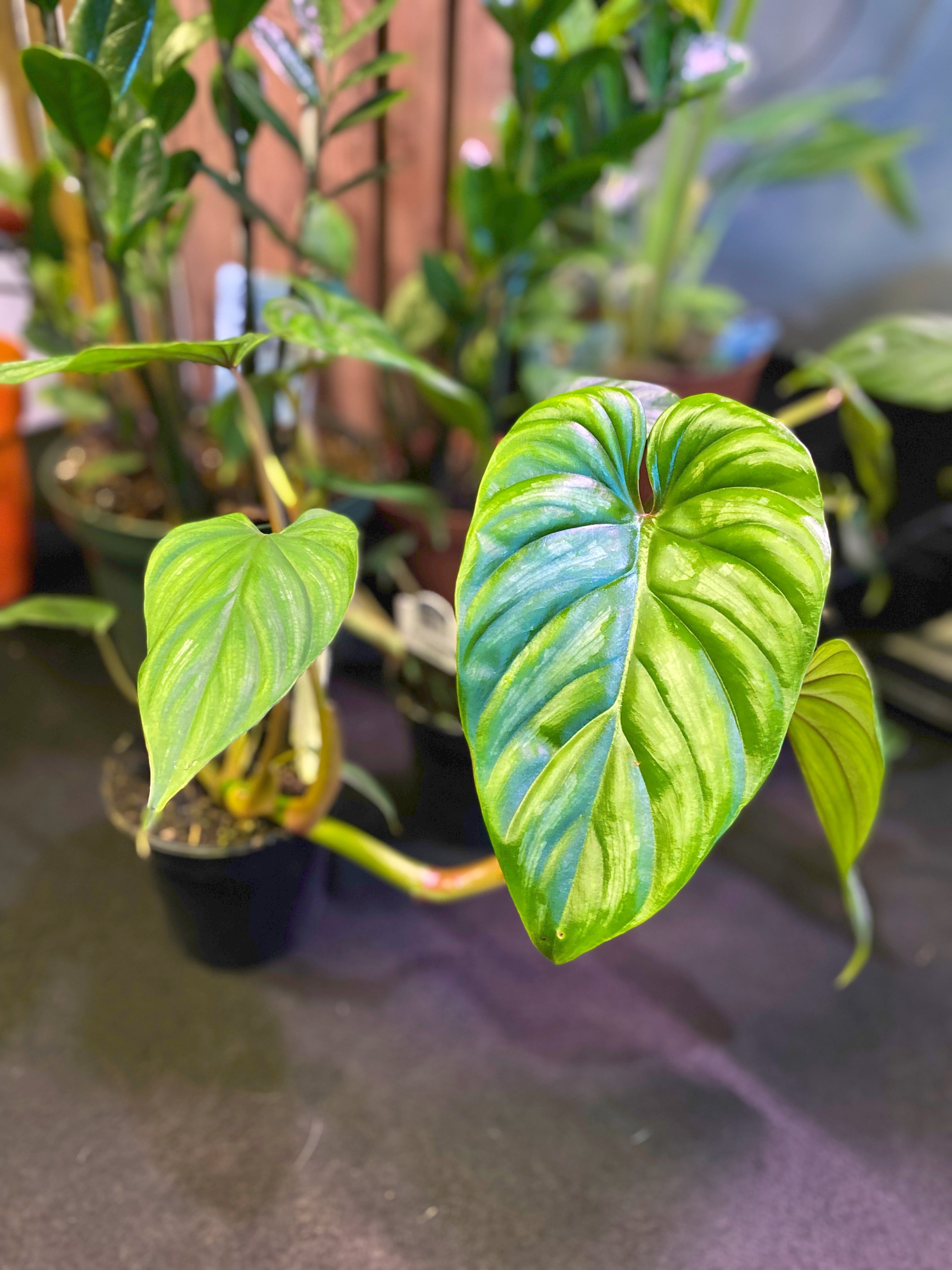 Philodendron Plowmanii