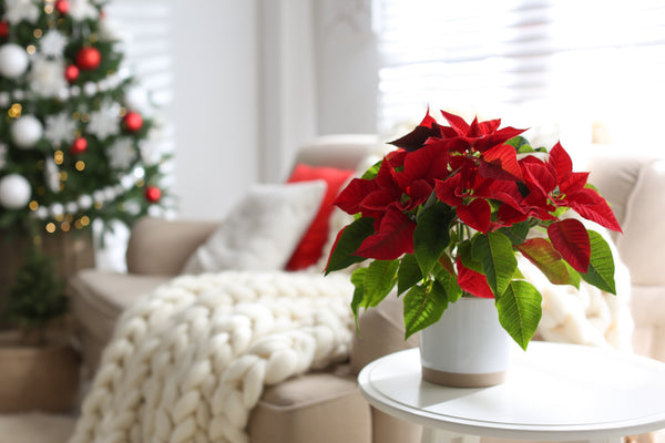 Poinsettia  4 inch - assorted colors