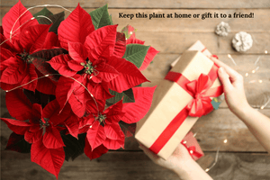 Poinsettia  4 inch - assorted colors