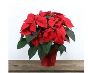 Poinsettia  6 inch - Red