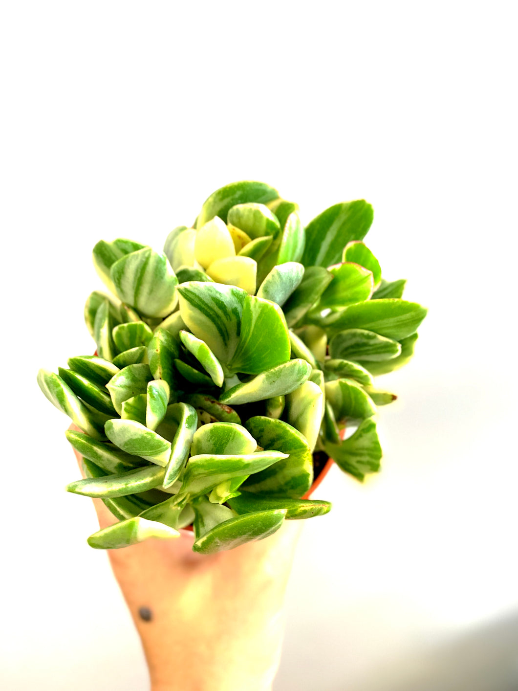 Variegated Jade Plant