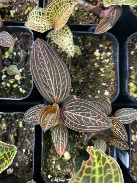 Anoectochilus - Marbled Jewel Orchid 2.5 inch
