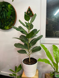 Ficus Audrey - Ficus benghalensis 10 inch