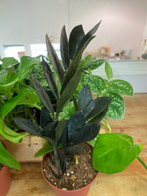 Load image into Gallery viewer, ZZ plant (Zamioculas zamiifolia) Raven 4 inch
