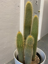 Load image into Gallery viewer, Foxtail Cactus 10 inch
