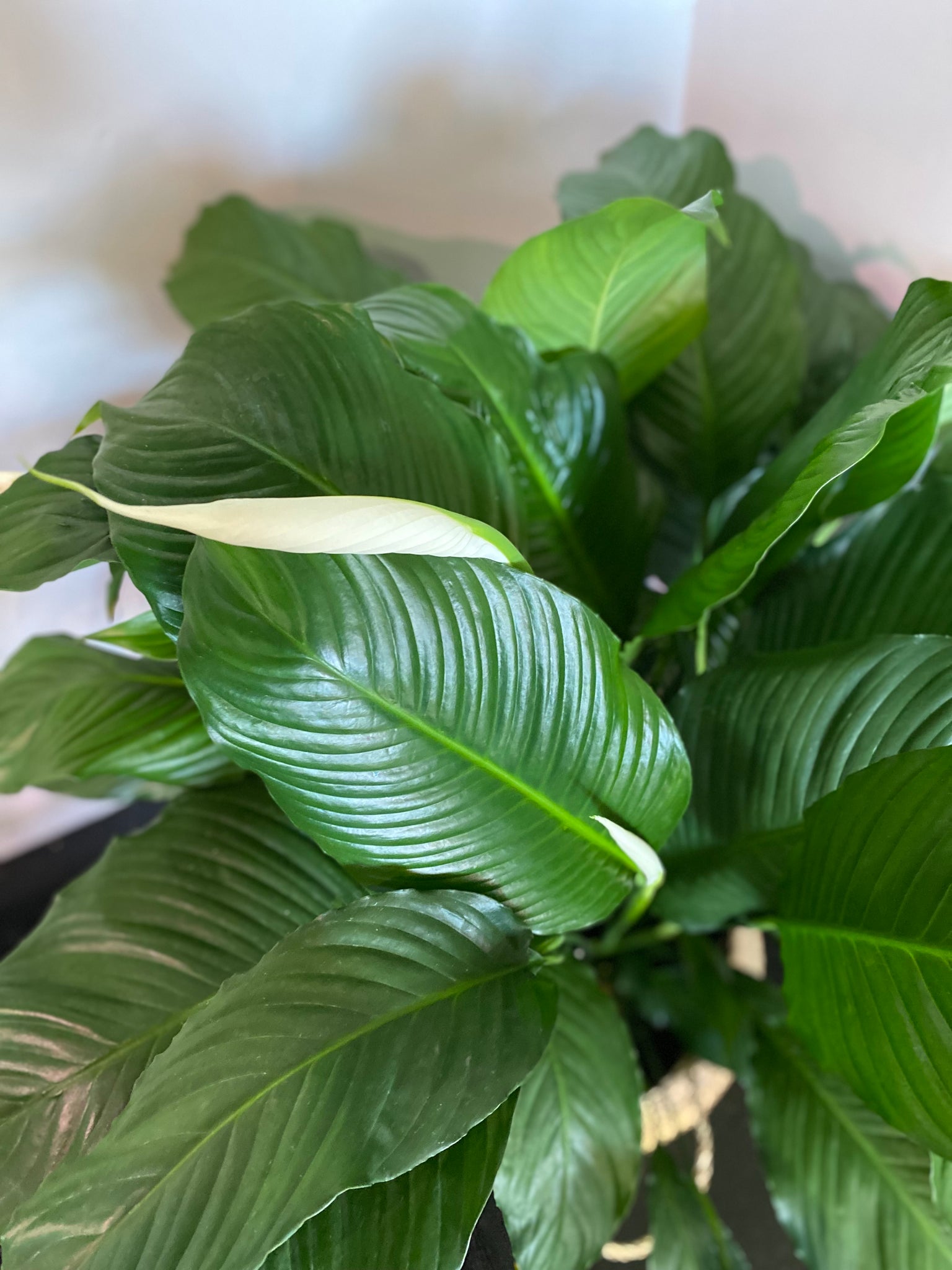 peace lily pablo Peace Lily Spathiphyllum Sweet Pablo 10 inch – Whistler Plant Store