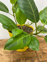 Load image into Gallery viewer, Rubber Tree - Ficus Altissima - Yellow Gem 8 inch
