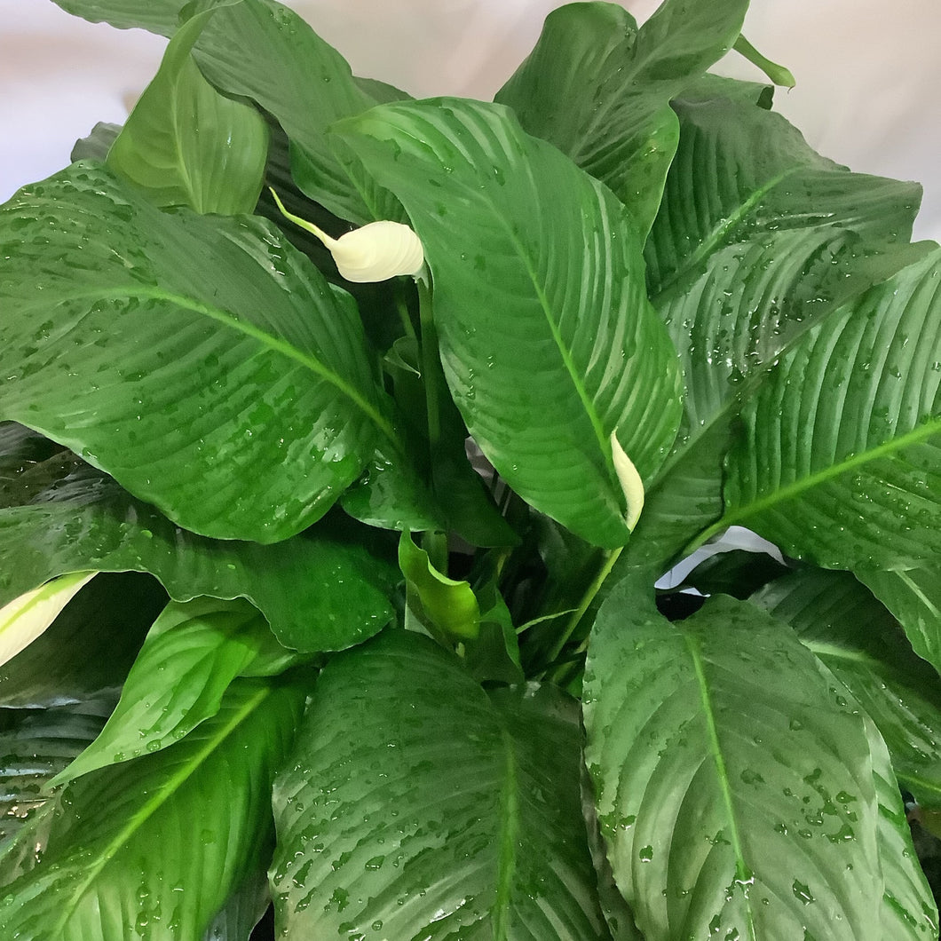 peace lily pablo Peace Lily Spathiphyllum Sweet Pablo 10 inch – Whistler Plant Store