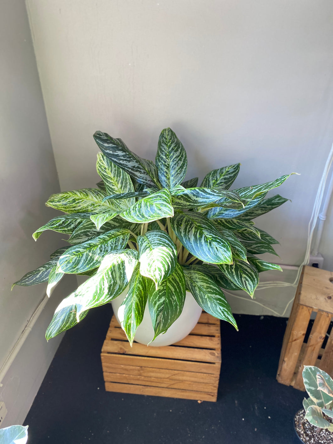 Aglaonema - Golden Madonna - Chinese Evergreen 8 inch