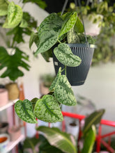 Load image into Gallery viewer, Satin Pothos - Scindapsus Pictus &quot;Exotica&quot; 8 inch hanging basket
