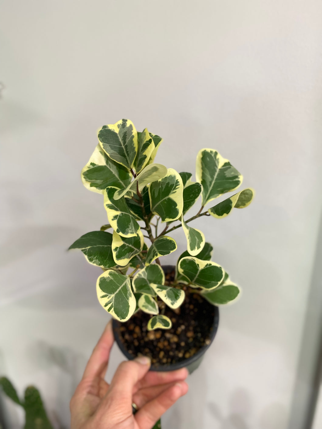 Ficus Trianguaris - 4 inch