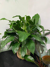 Load image into Gallery viewer, Peace Lily Spathiphyllum Sweet Pablo 10 inch
