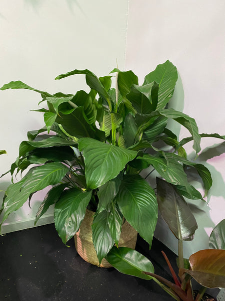 Peace Lily Spathiphyllum Sweet Pablo 10 inch