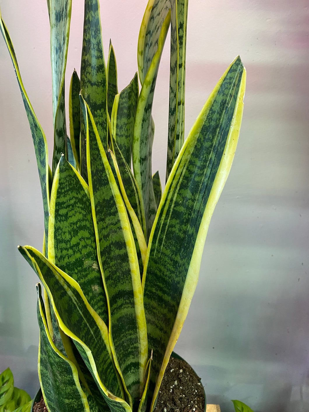 Snake Plant Variegated - 8 inch - 3 feet from soil